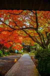 大幸善寺　2019紅葉2